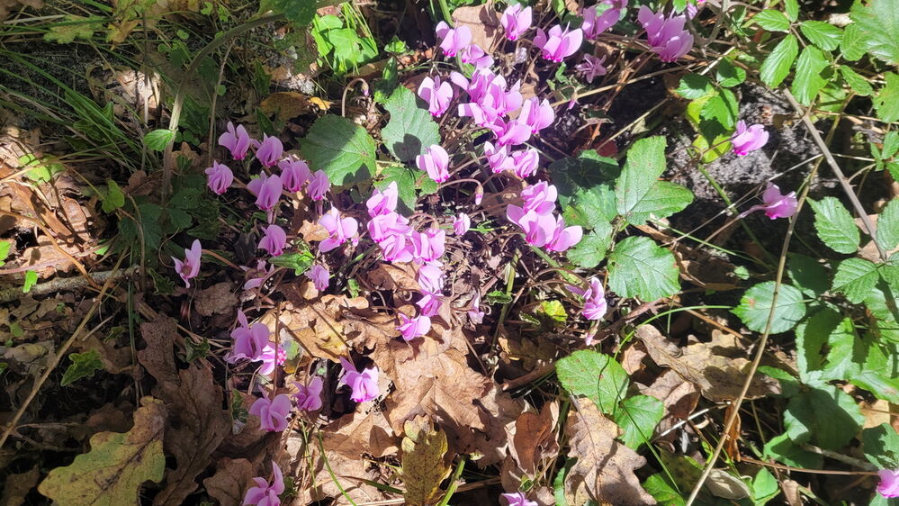 Cyclamens sauvages
