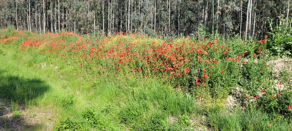 Forêt d'eucalyptus et coquelicots
