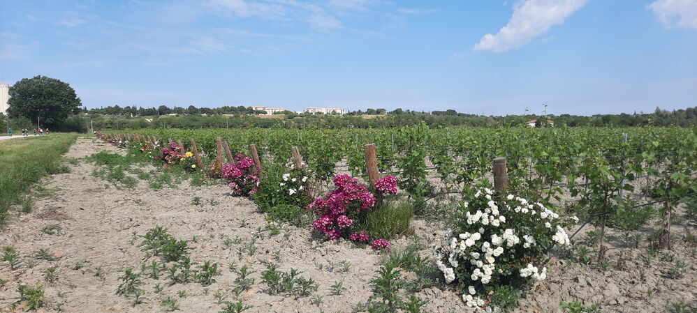 Vignobles près de Saint Gilles

