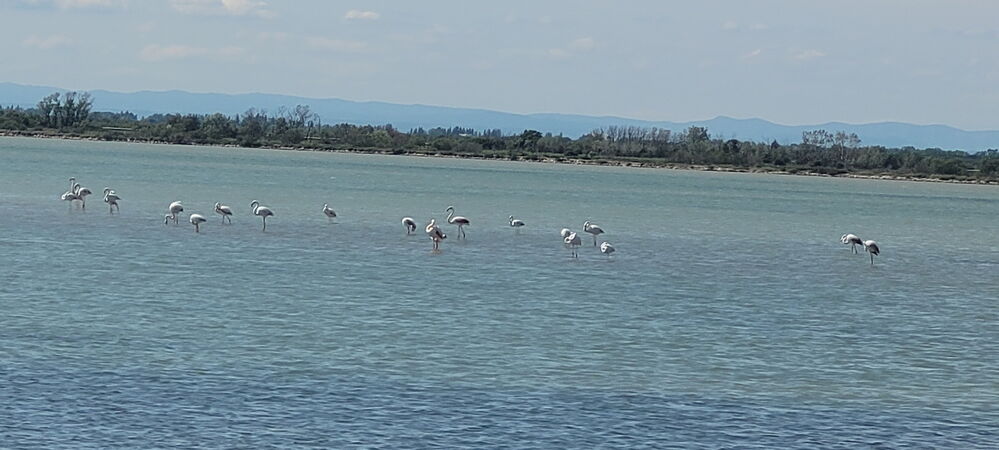 Cette fois ce sont des vrais flamants
