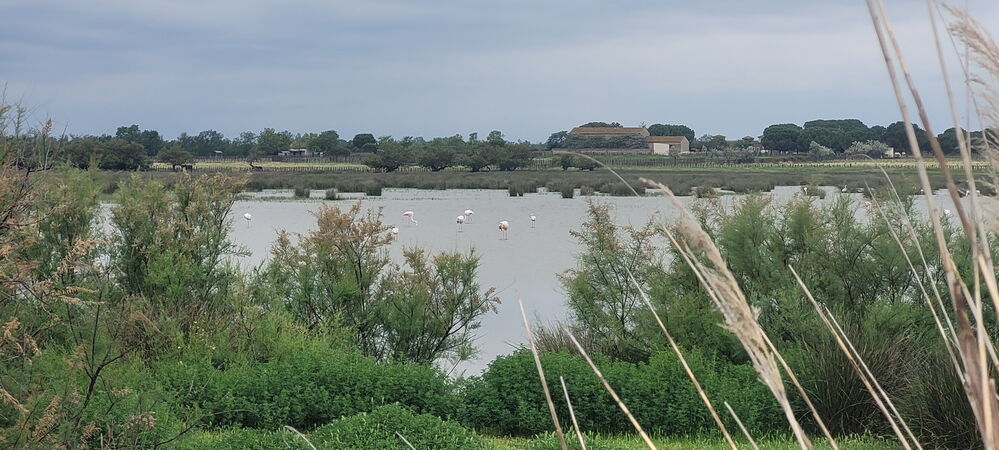 Nouveau passage à l'étang du Charnier....
