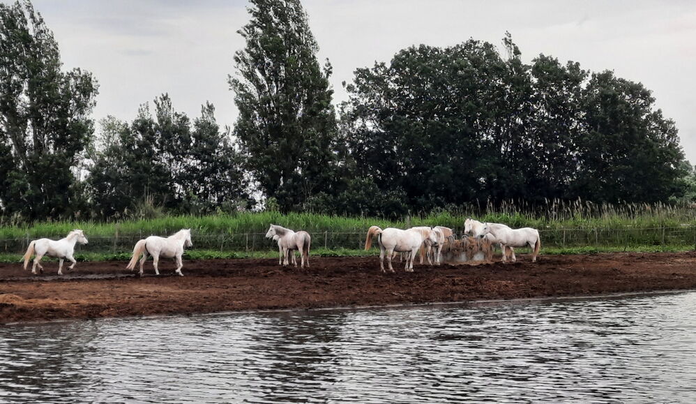 Premiers chevaux camargais
