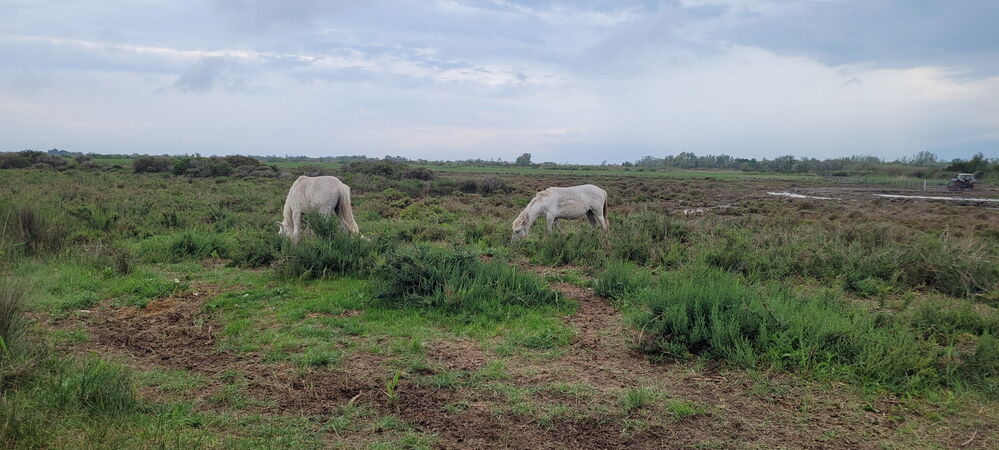 Camargue_73.jpg