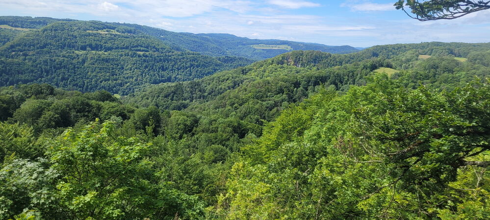 Nous dominons la canopée...

