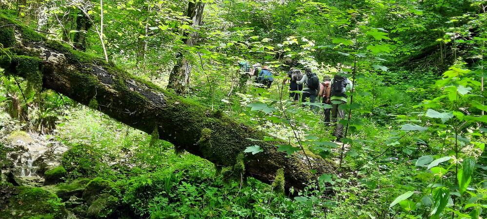 La forêt est touffue !!!
