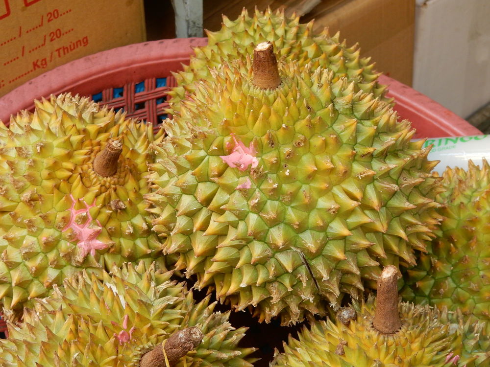 Des durians. Ce fruit sent tellement mauvais qu'il est interdit dans les lieux publics !!
