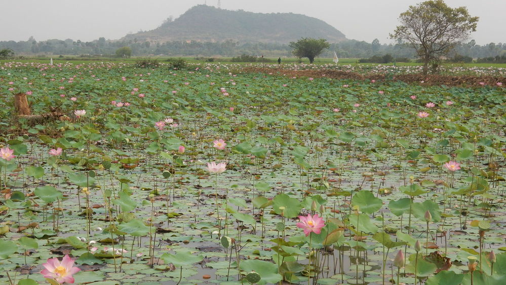 18 Mars 2019 : Direction Siem Reap. ArrÃªt photo devant un champ de lotus cultivÃ©s pour les offrandes dans les pagodes
