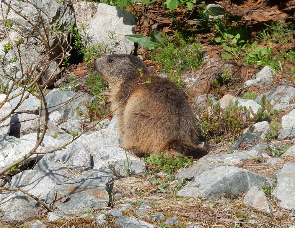 109 - Une marmotte se laisse photographier !
