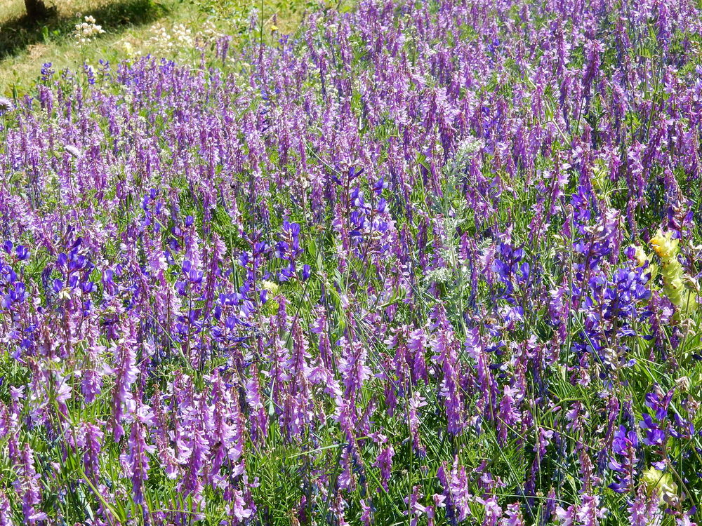 47 - Belle gamme de bleus et de violets !
