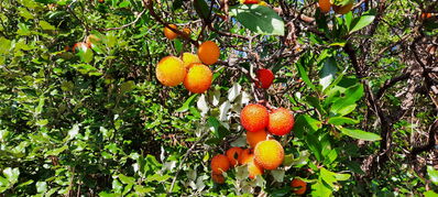 Nom du fichier=Arcachon_site_106.jpg
Taille du fichier=762Ko
Dimensions : 1556x700
Ajouté le : 03 Janvier 2025 Arcachon_site_106.jpg