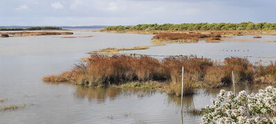 Nom du fichier=Arcachon_site_74.jpg
Taille du fichier=437Ko
Dimensions : 1556x700
Ajouté le : 03 Janvier 2025 Arcachon_site_74.jpg