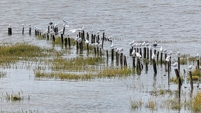 Nom du fichier=Arcachon_site_77.jpg
Taille du fichier=371Ko
Dimensions : 1244x700
Ajouté le : 03 Janvier 2025 Arcachon_site_77.jpg
